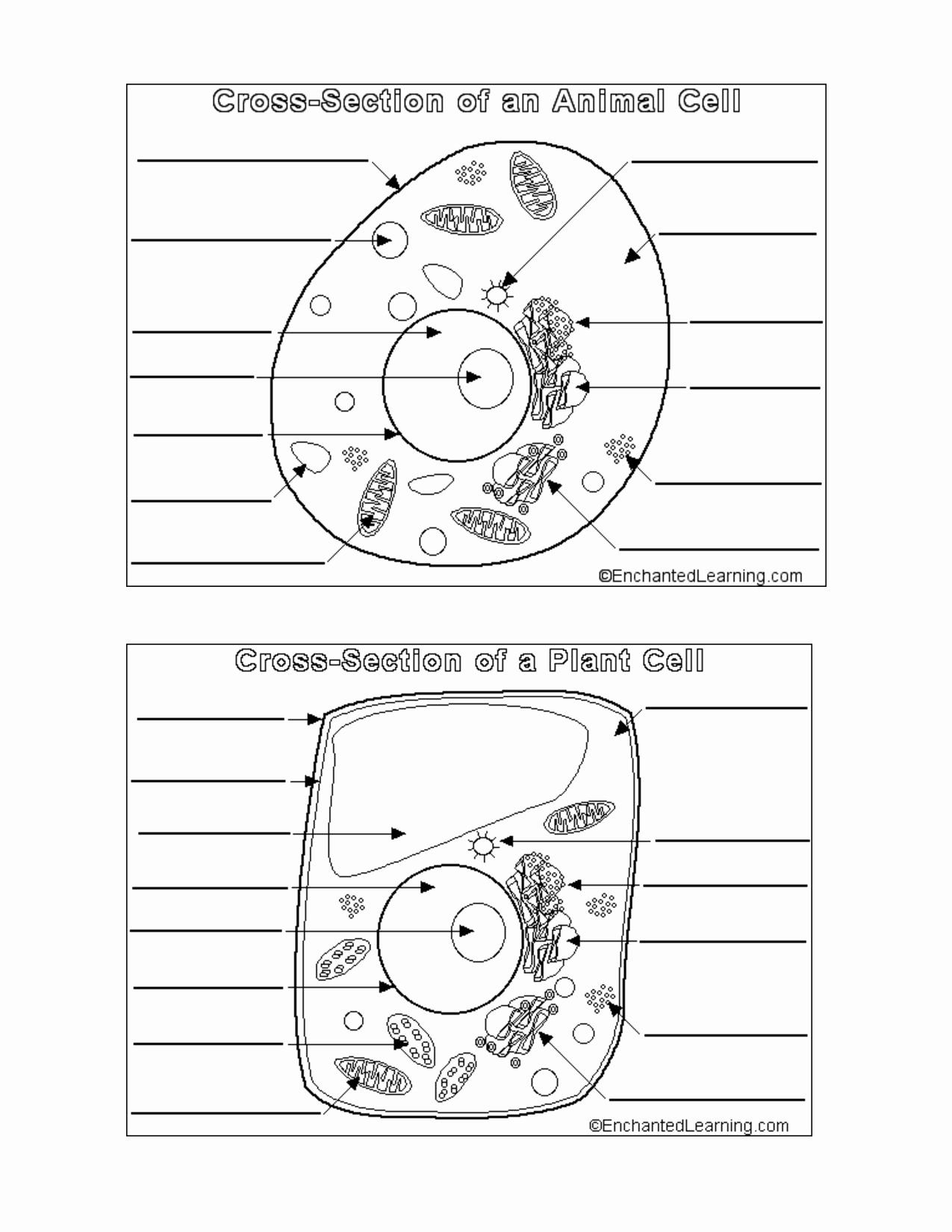 Animal Plant Cell Structure Worksheet Labeling Diagram Printable Etsy