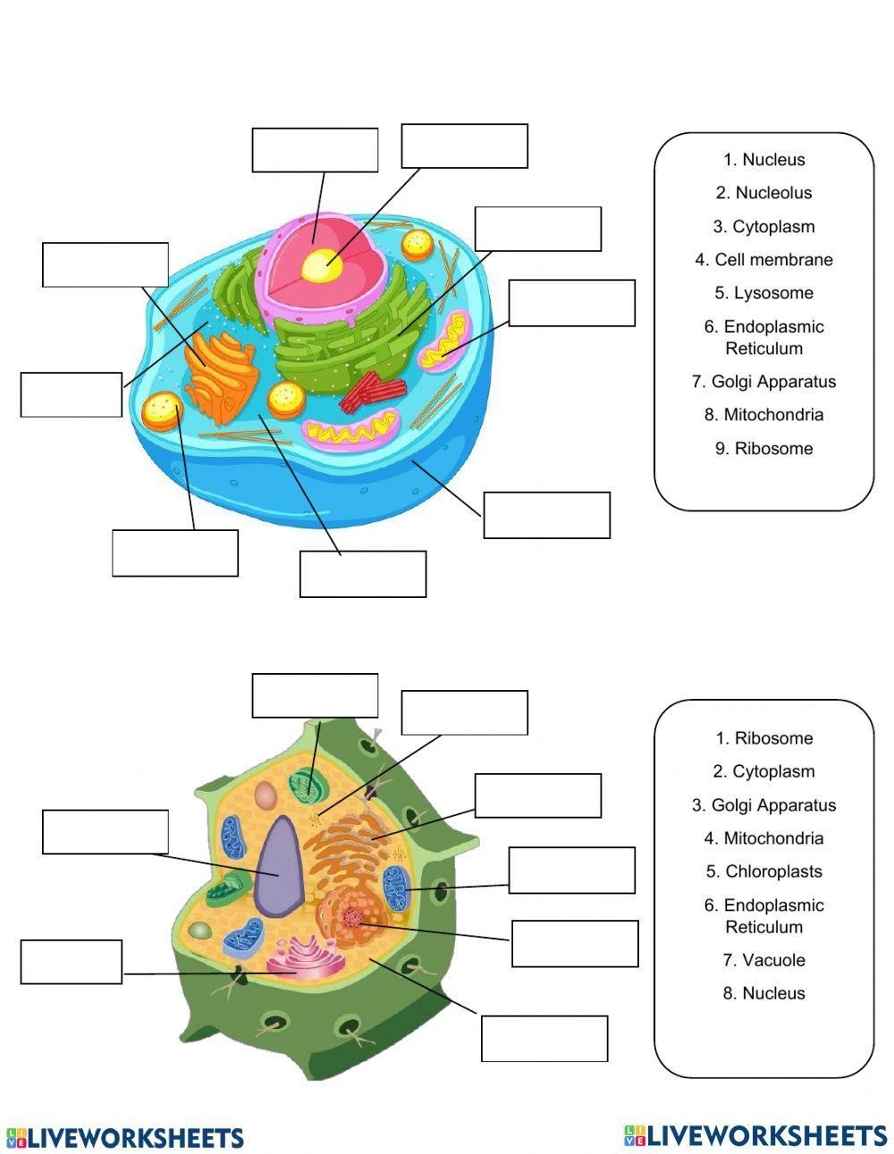 Animal And Plant Cell Worksheets Library