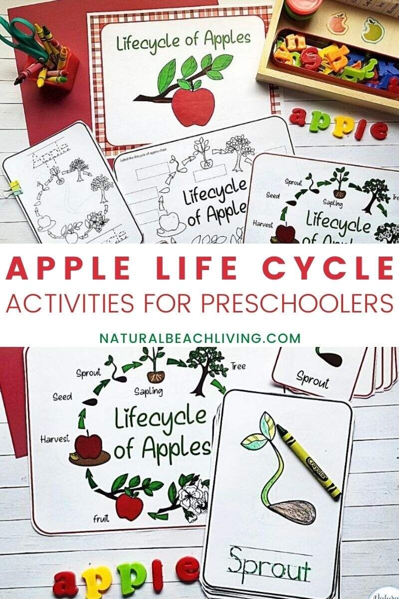 Apple Life Cycle Activities Printables And Lesson Plan Ideas For Fall Natural Beach Living