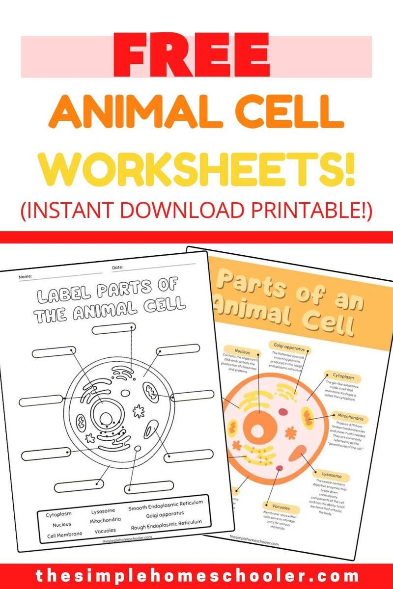 Printable 7th Grade Cell Structure And Function Fill In The Blanks Worksheets