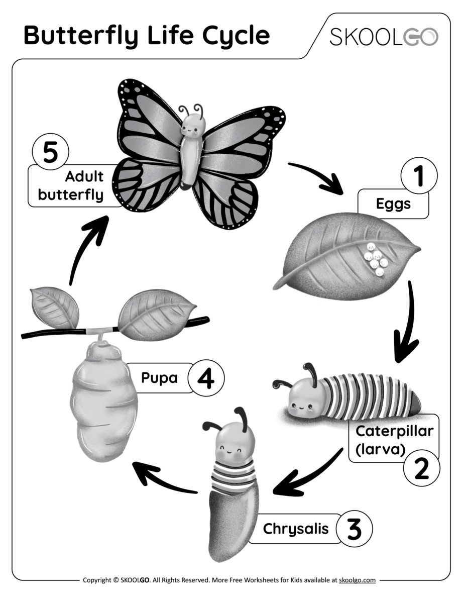 Butterfly Life Cycle Free Worksheet SKOOLGO Free Butterfly Life Cycle Printable Fun A Day