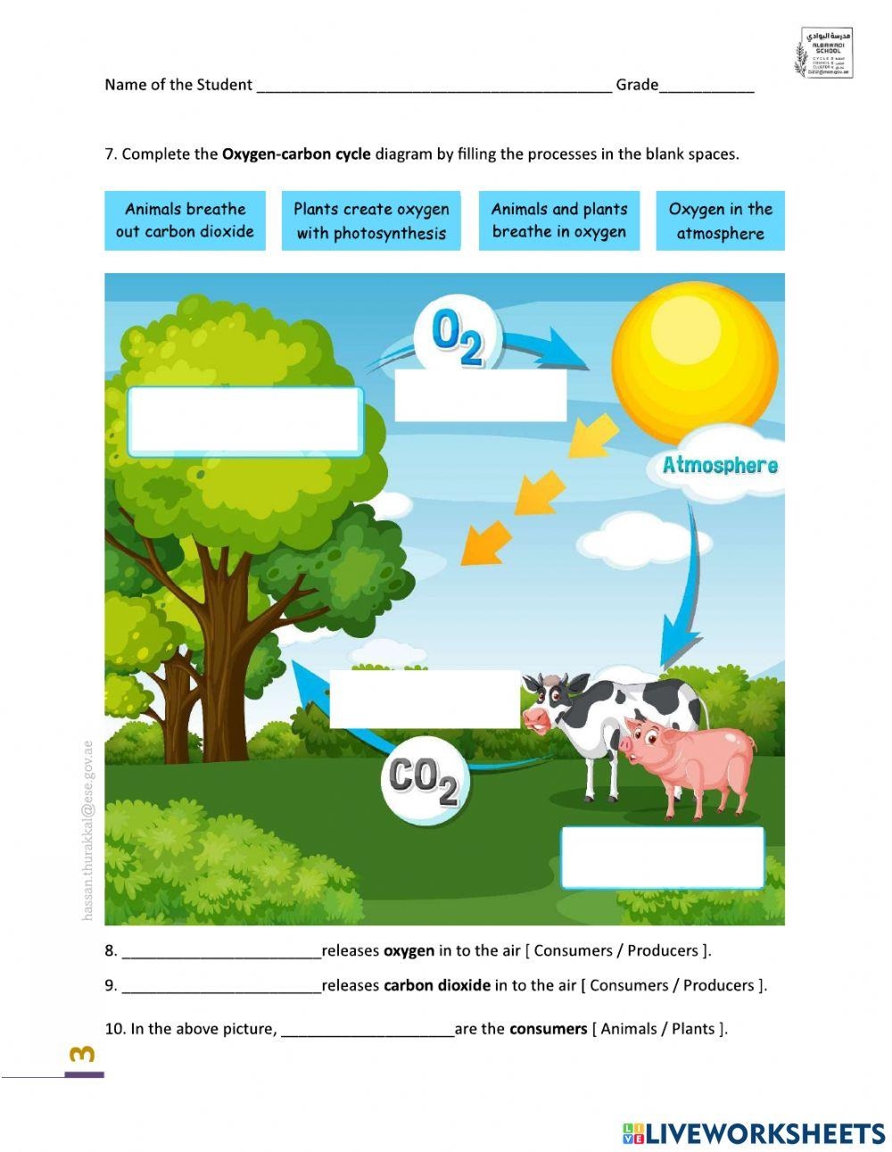 Carbon Oxygen Cycle Online Exercise For Worksheets Library