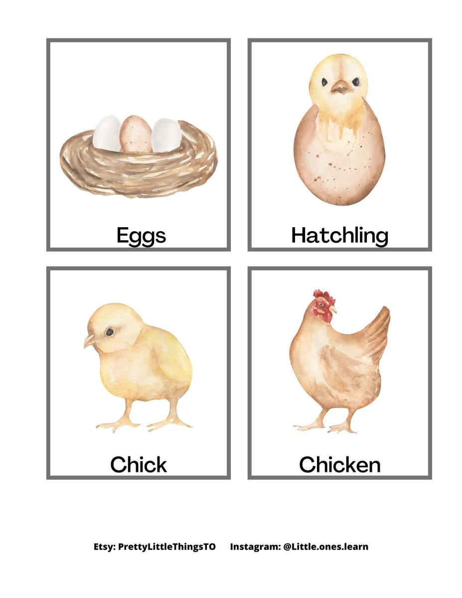 Printable 3rd Grade Chicken Life Cycle Worksheets
