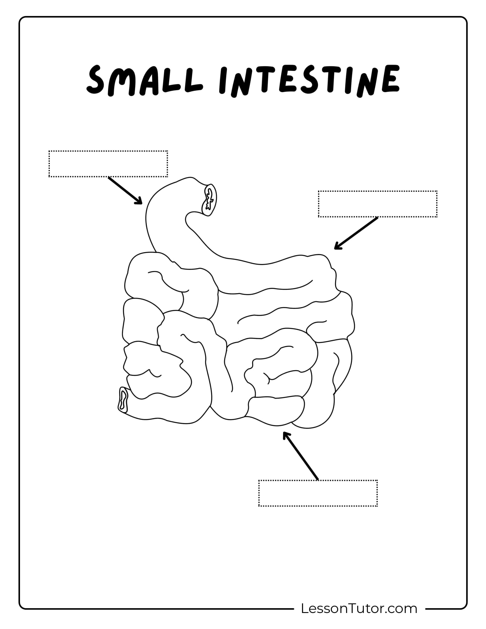 Digestive System Worksheets Lesson Tutor Digestive System Worksheets Lesson Tutor