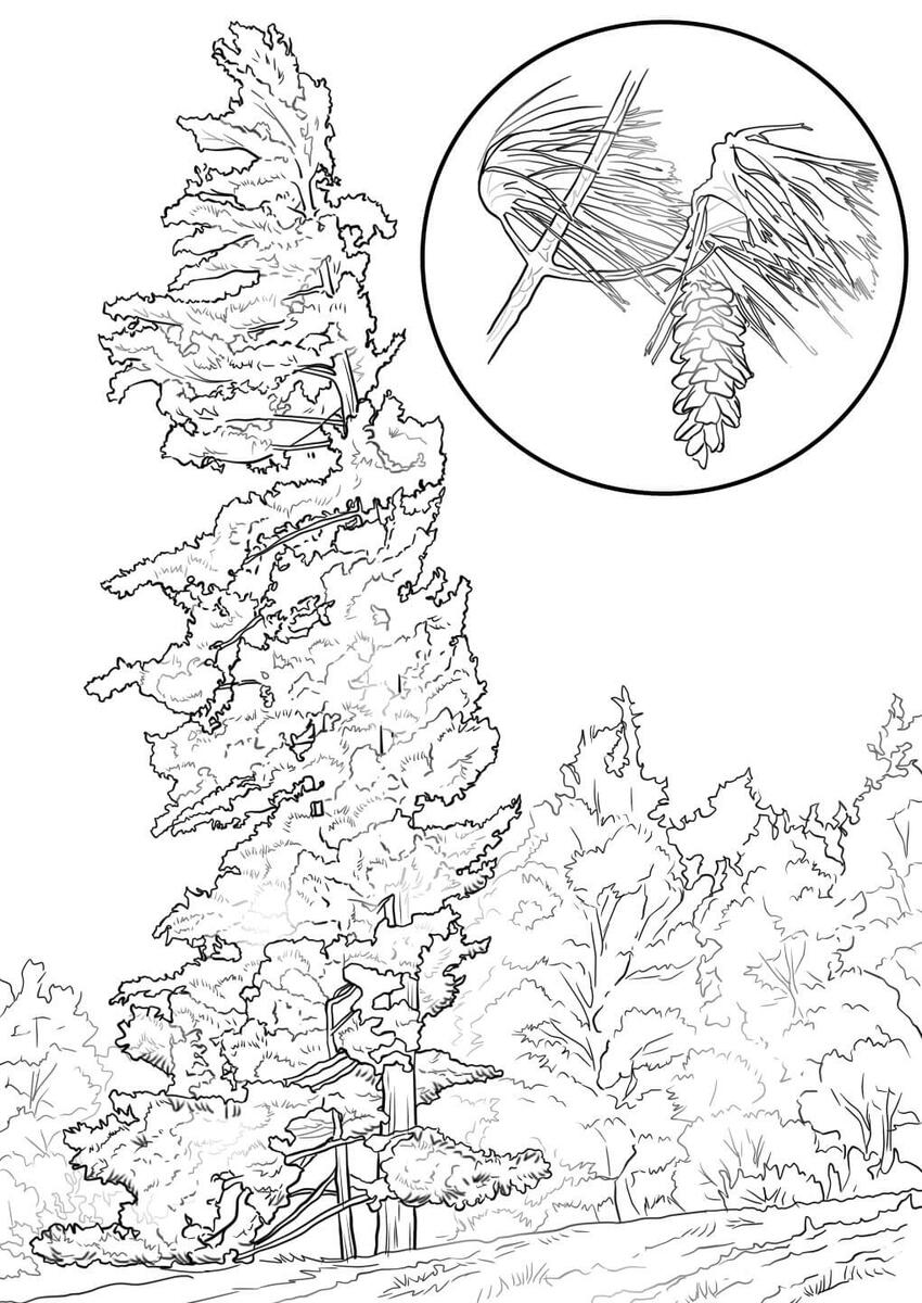 Eastern White Pine Tree Coloring Page Free Printable