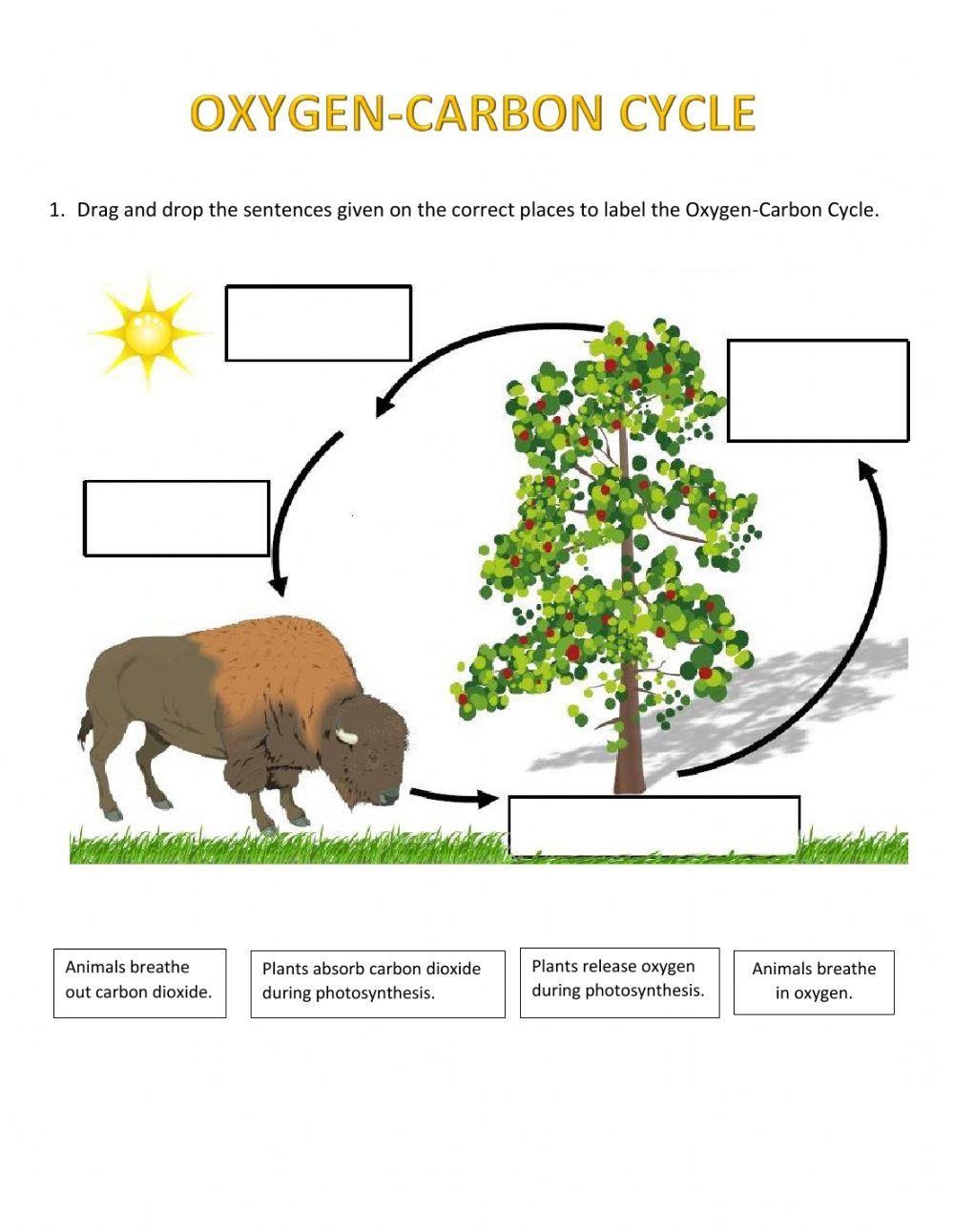 Free Carbon Dioxide Oxygen Cycle Worksheet Download Free Carbon Dioxide Oxygen Cycle Worksheet Png Images Free Worksheets On Clipart Library