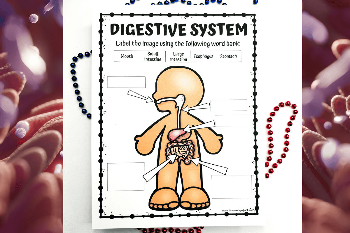 Free Digestive System Labeling Worksheet Free Digestive System Labeling Worksheet