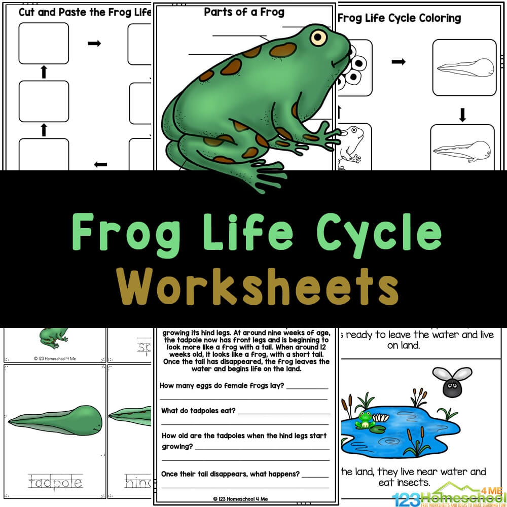 FREE Frog Life Cycle Worksheets For Kids