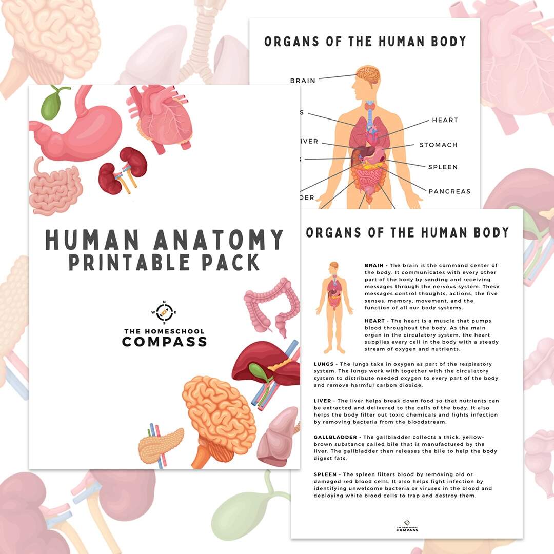 Heart Anatomy Free Worksheet For Kids SKOOLGO