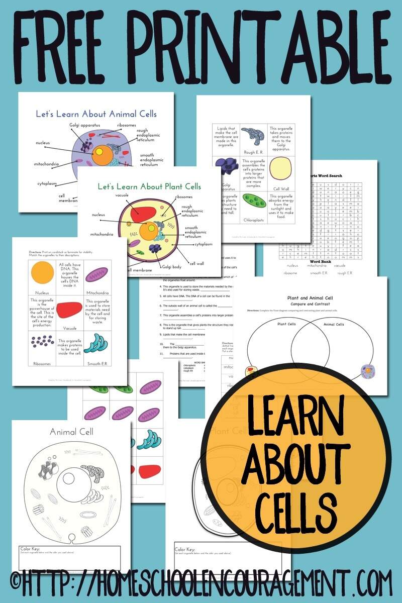 FREE Plant And Animal Cell Printables Free Cut And Paste Animal And Plant Cell Worksheet Comparing Cells