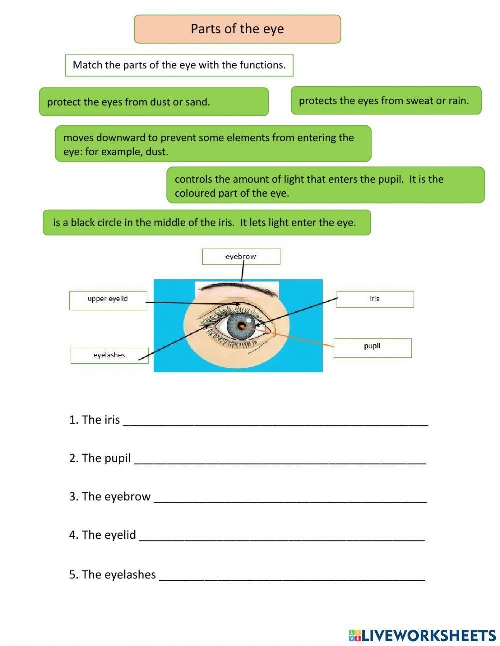 Function Of Parts Of The Eye Worksheet Worksheets Library