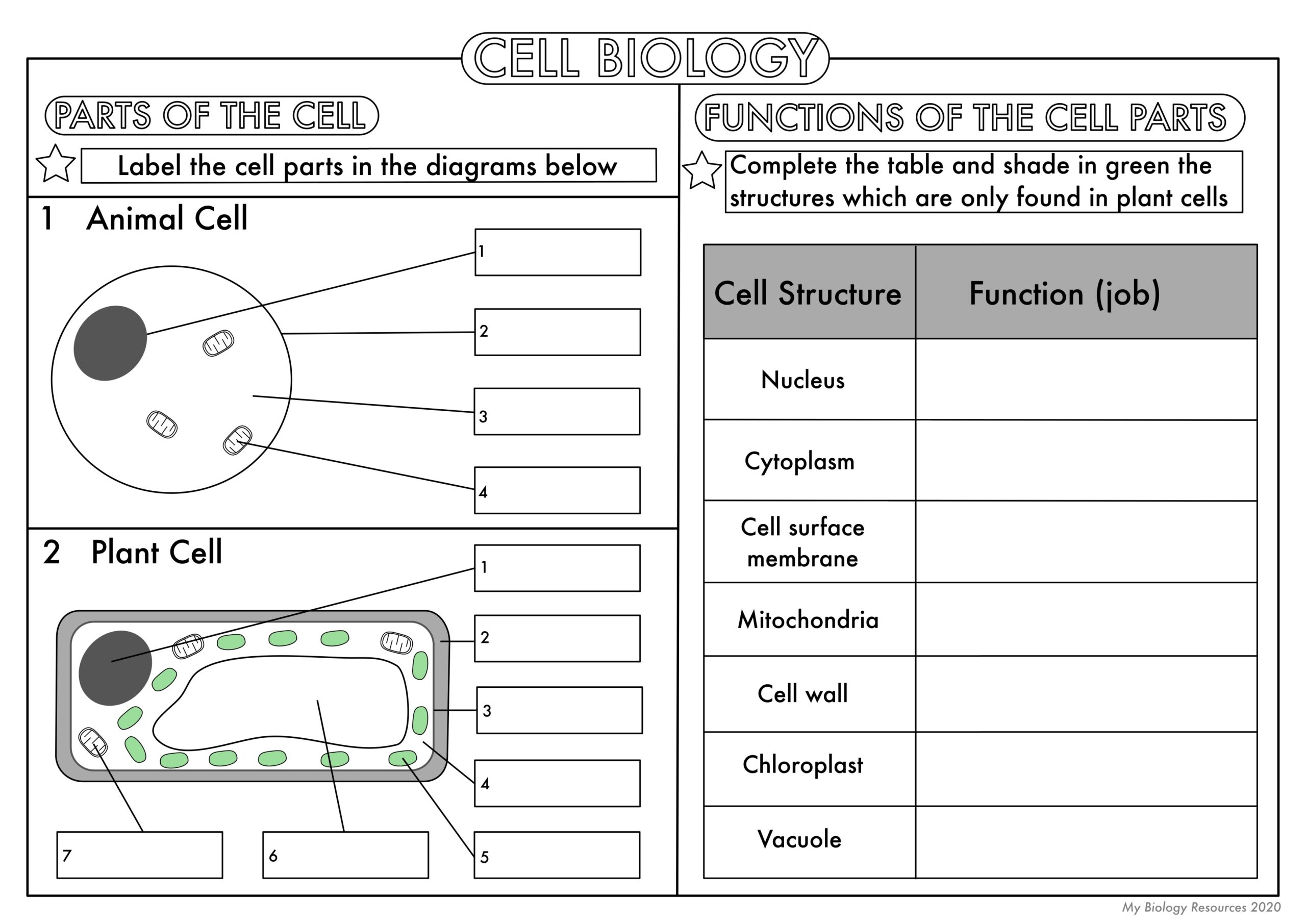 GCSE Biology Cell Biology Worksheet Pack UPDATED Teaching Resources GCSE Biology Cell Biology Worksheet Pack UPDATED Teaching Resources