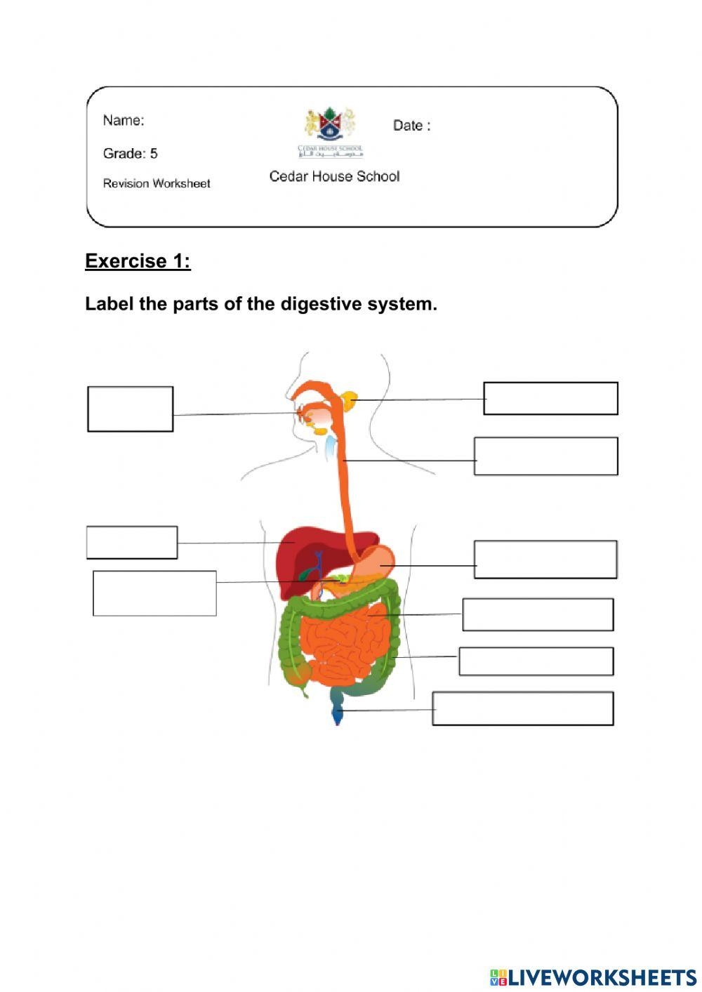 Grade 5 Digestive System Worksheet Cedar House School Worksheet Worksheets Library