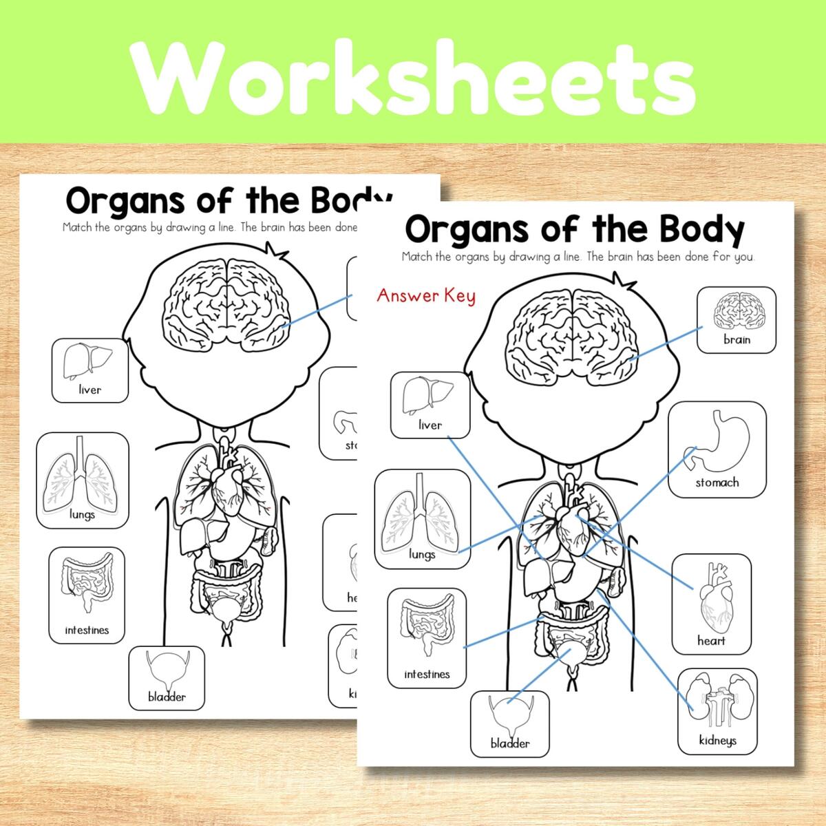 Human Body Organs Interactive Cut And Paste Worksheets Etsy