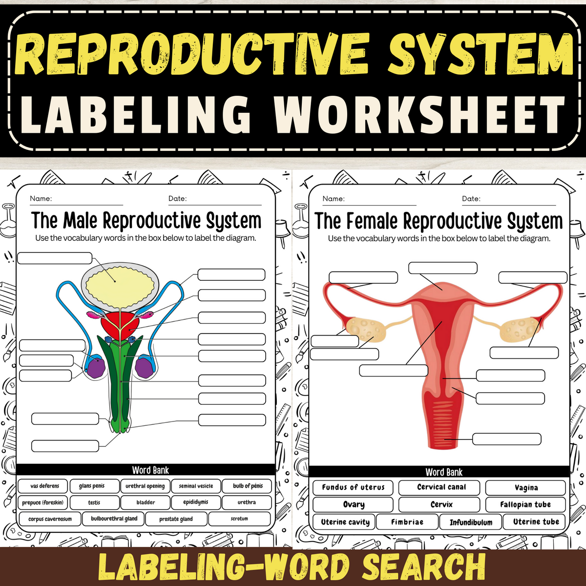 Label The Male And Female Reproductive System Worksheet Explore Human Reproductive Anatomy Made By Teachers Label The Male And Female Reproductive System Worksheet Explore Human Reproductive Anatomy Made By Teachers