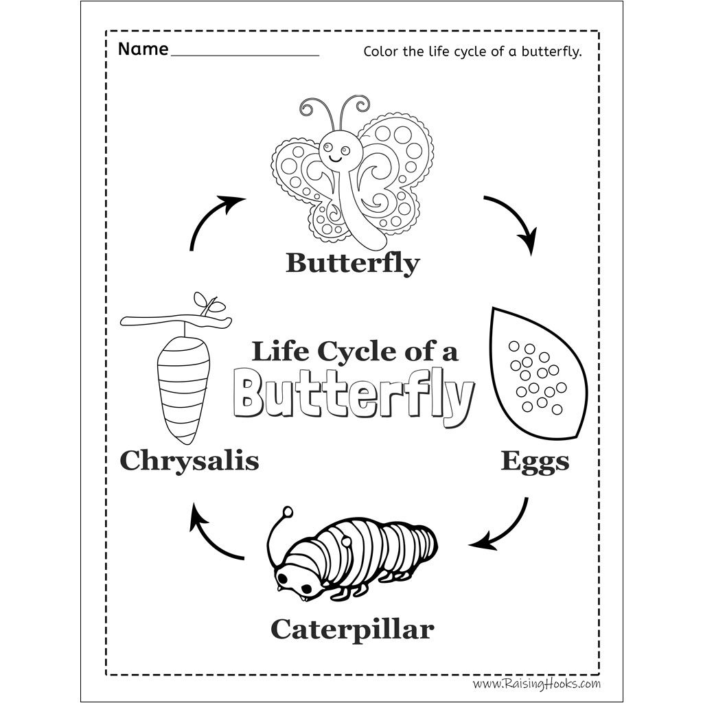 Free Butterfly Life Cycle Printable Fun A Day