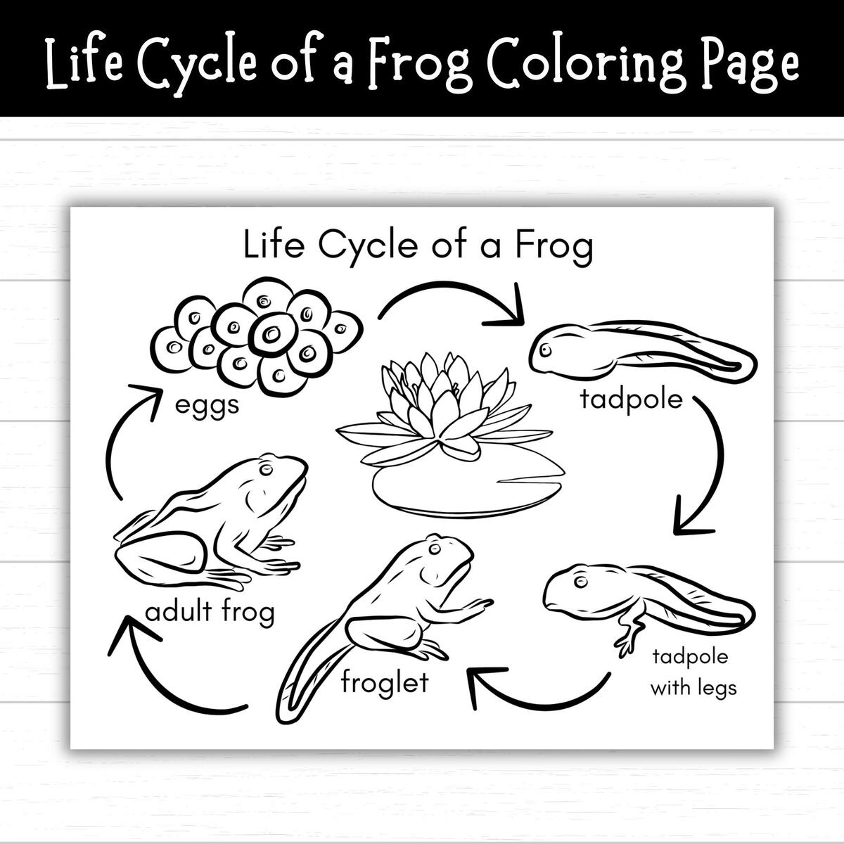 FREE Printable Life Cycle Of A Frog Worksheets