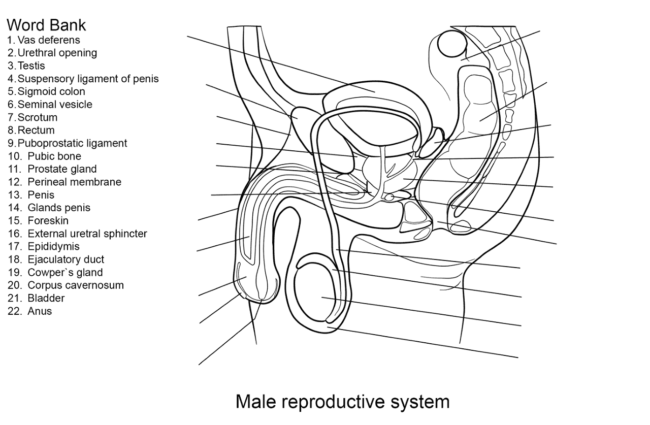 Male Reproductive System Worksheet Coloring Page Free Printable