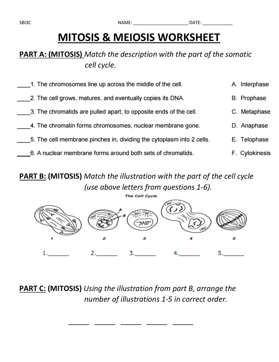 Mitosis Meiosis Worksheet