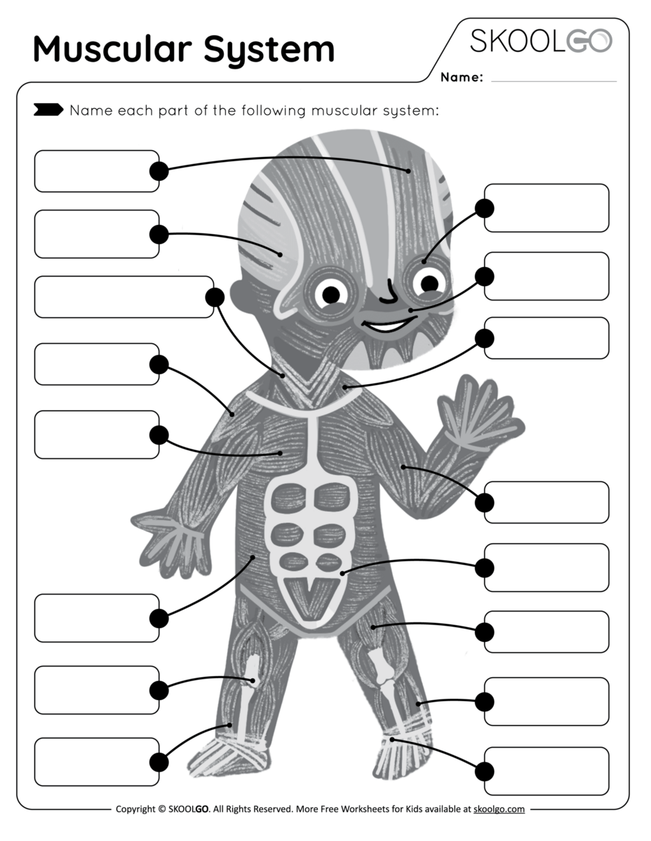 Muscular System Free Worksheet For Kids SKOOLGO Worksheets Muscle Anatomy 10 Free PDF Printables Printablee