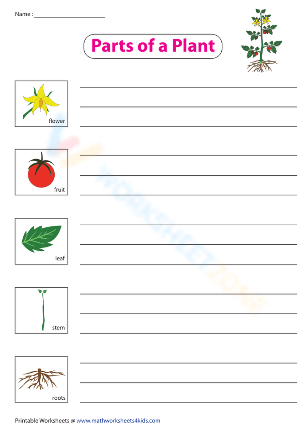 Parts Of A Plant And Their Functions Worksheet