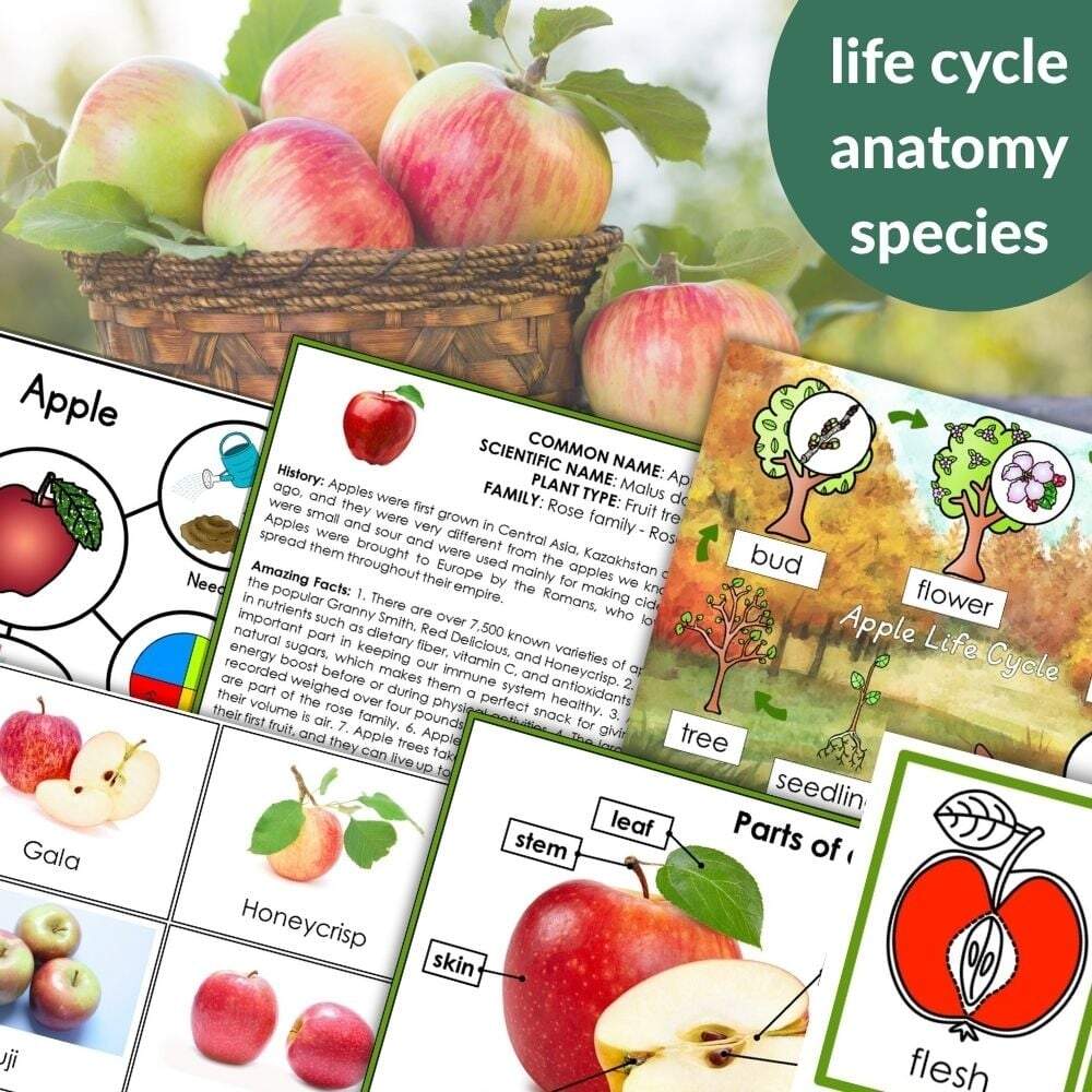 Parts Of An Apple Life Cycle Activities Montessori Nature