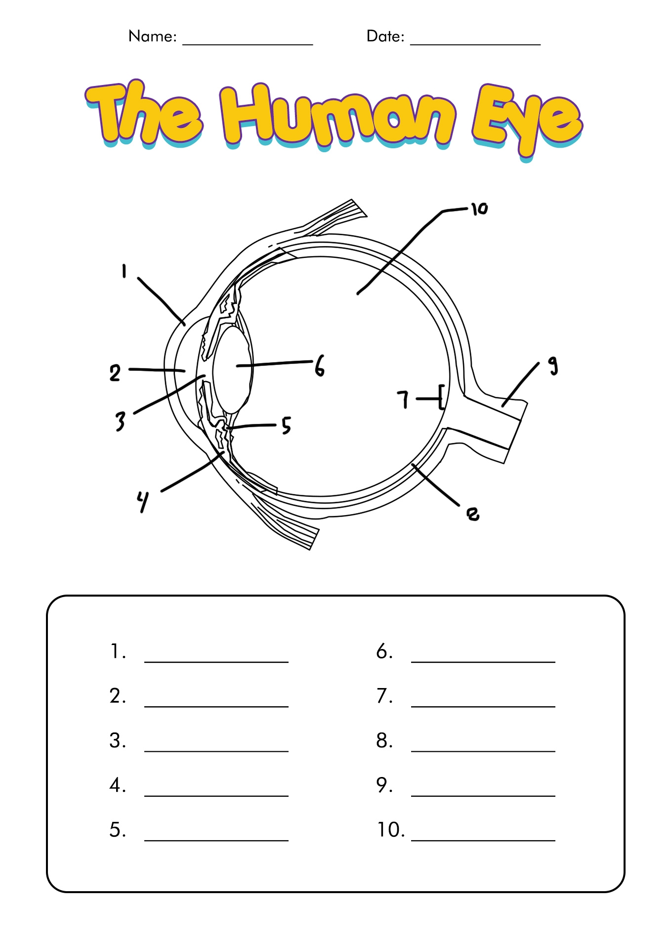 Parts Of The Eyes Worksheet