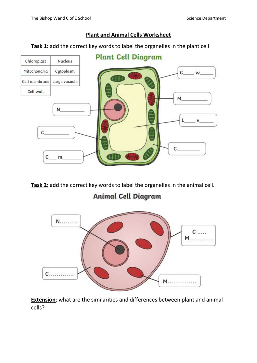 Animal And Plant Cell Worksheets Printable Animal Cells Worksheets Library