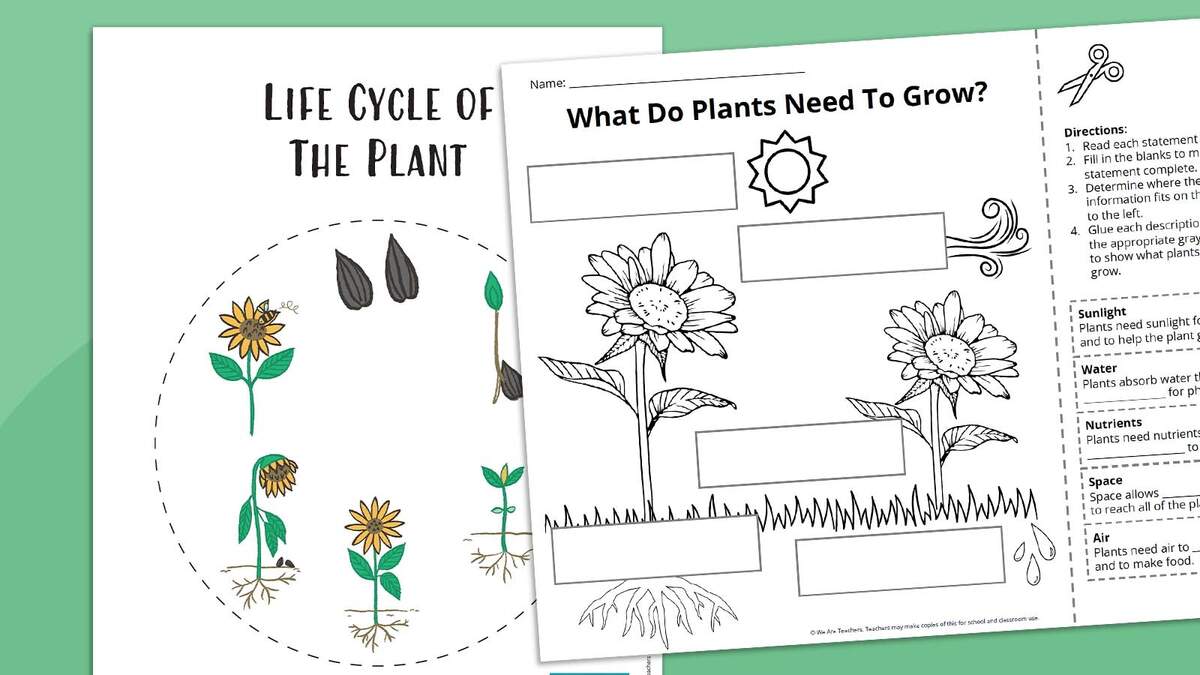 Plant Life Cycle Worksheet Bundle Free Printables Jumbled Plant Words Worksheet For Grade 3 Kidpid
