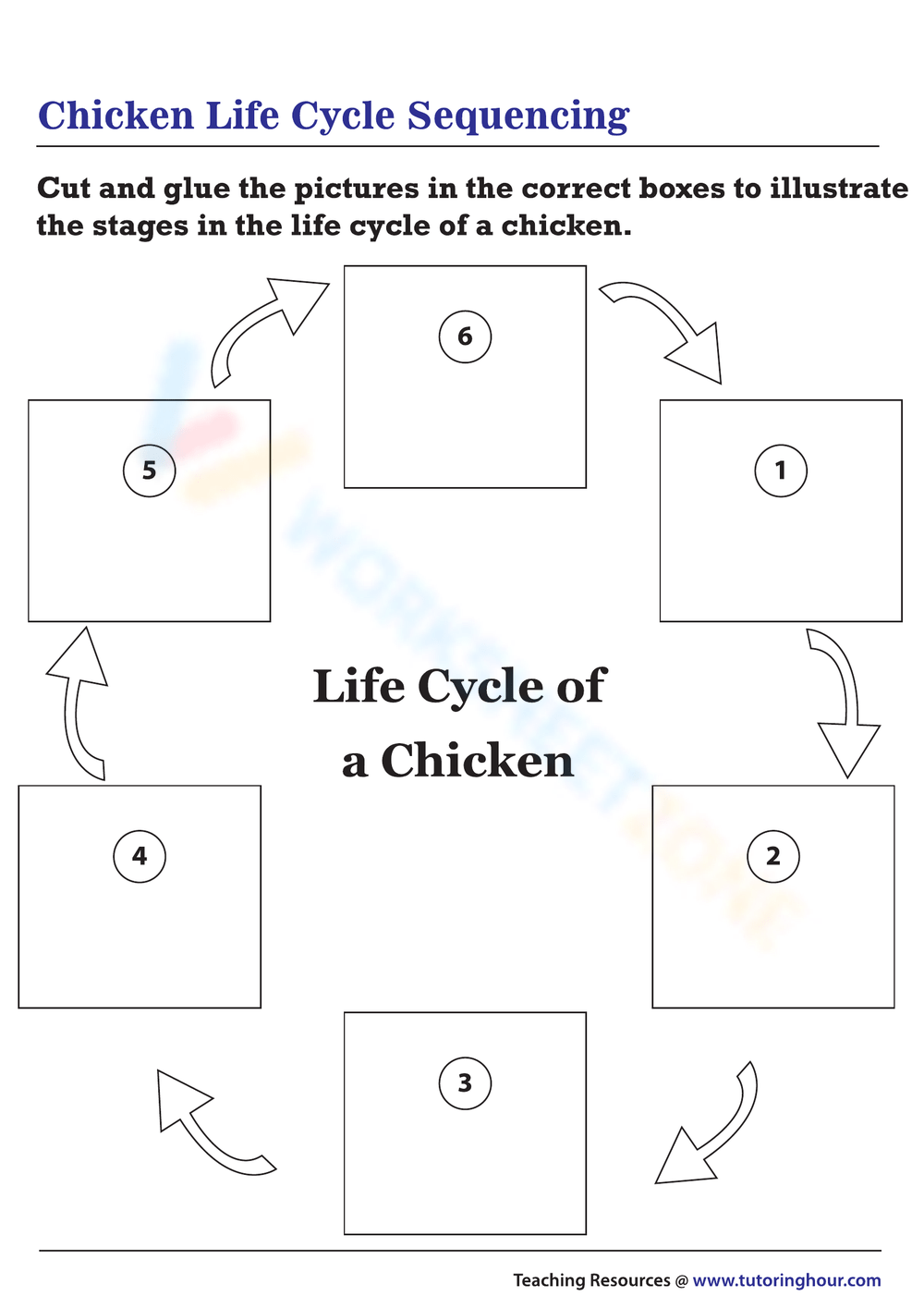 Printable 3rd Grade Chicken Life Cycle Worksheets