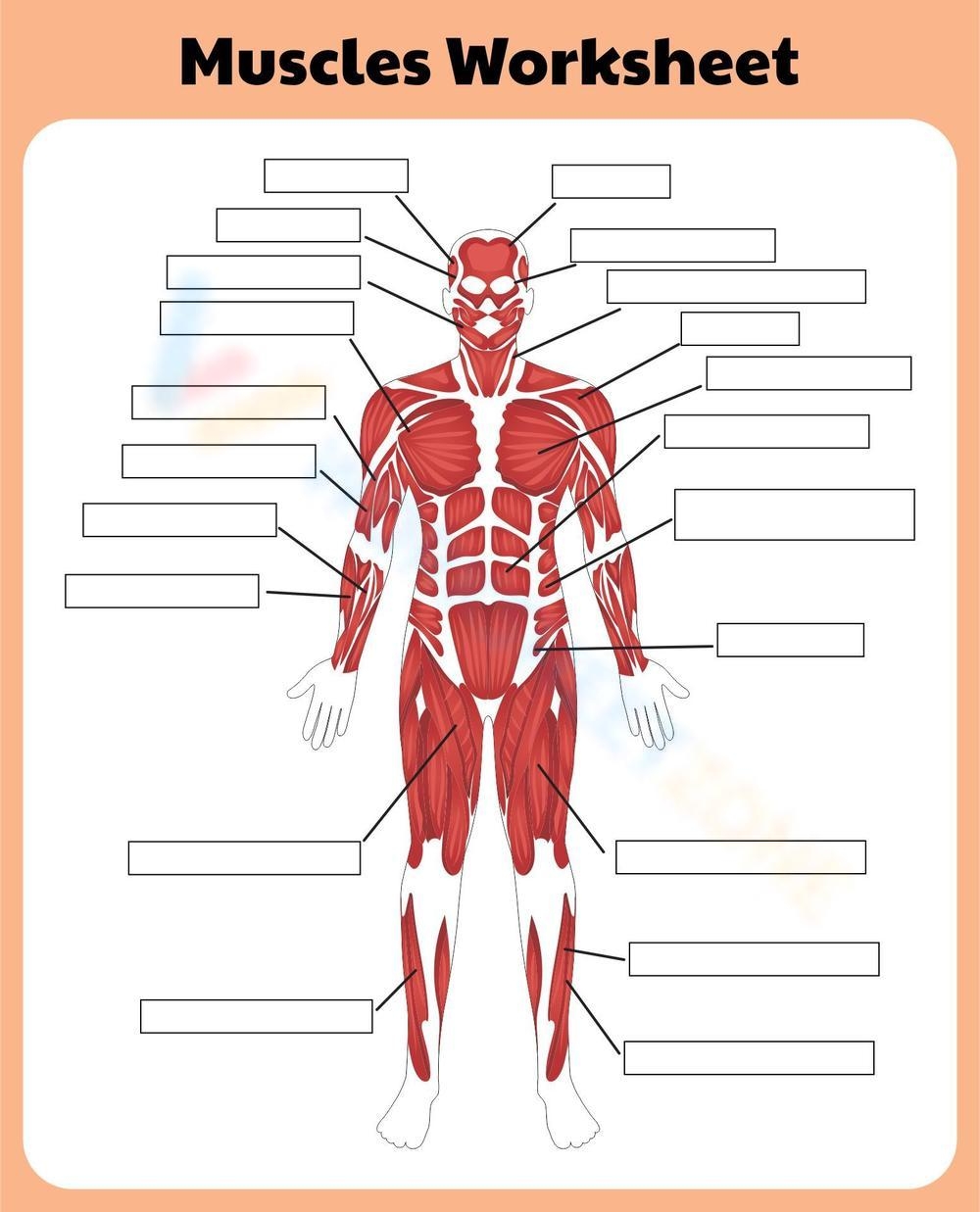 Skeletal Muscles Exam Quiz A P PDF Classful