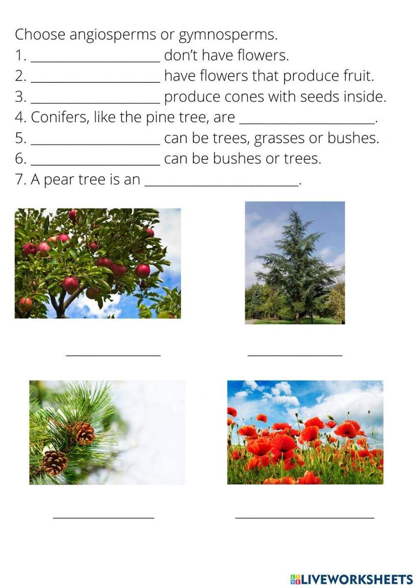 Seed Producing Plants Worksheet Worksheets Library