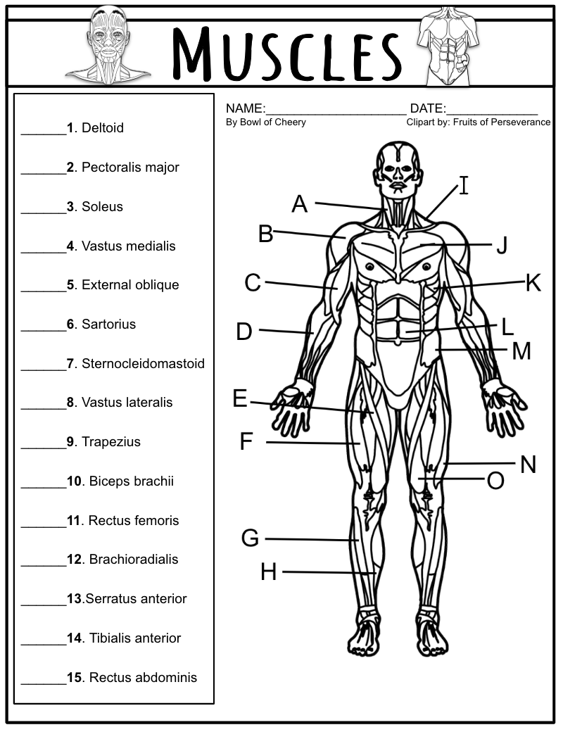 Skeletal Muscles Exam Quiz A P PDF Classful