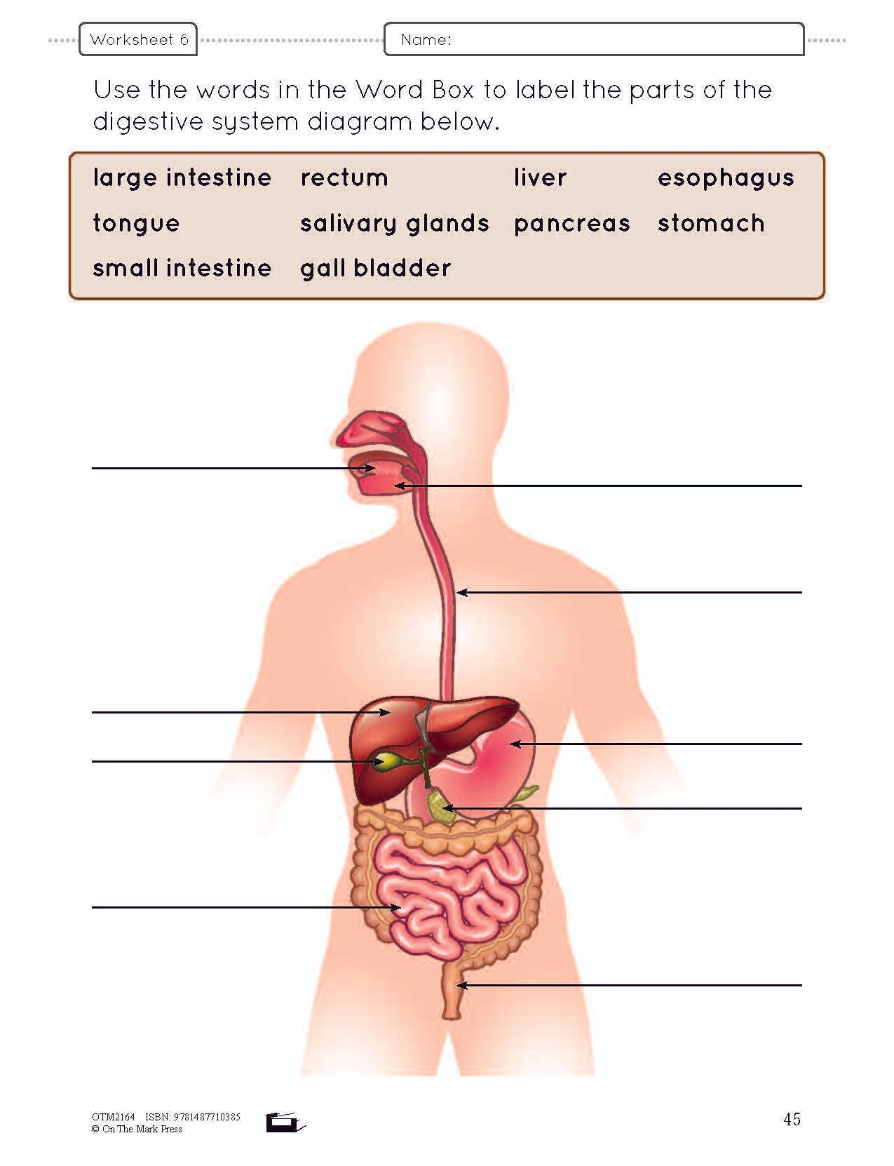 Systems In The Body E Lesson Plan Grade 5 Worksheets Library