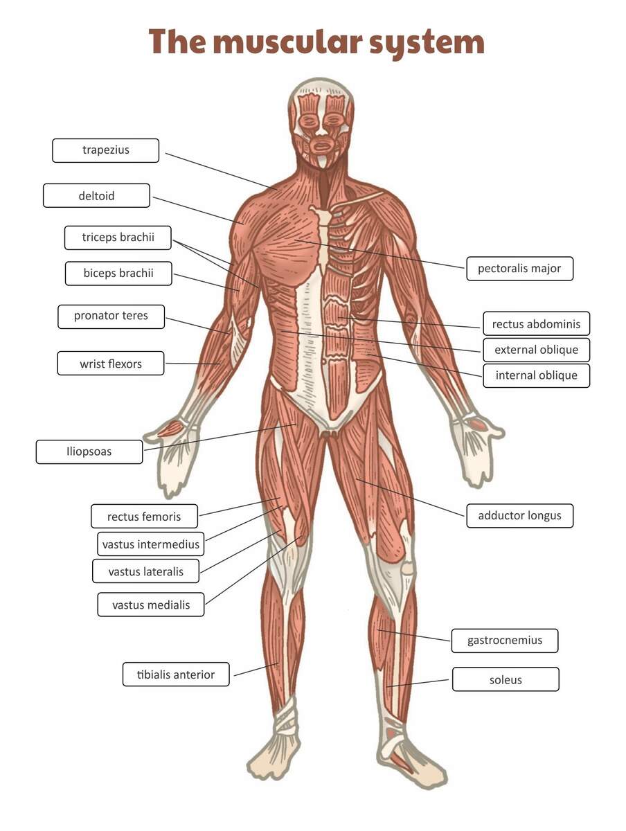 Worksheets Muscle Anatomy 10 Free PDF Printables Printablee